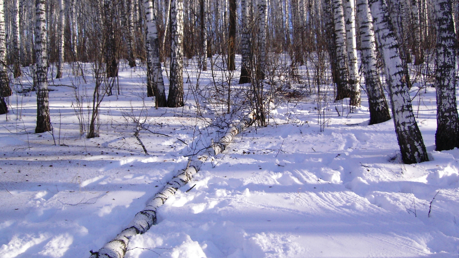 A snowy forest consisting of dry trees.