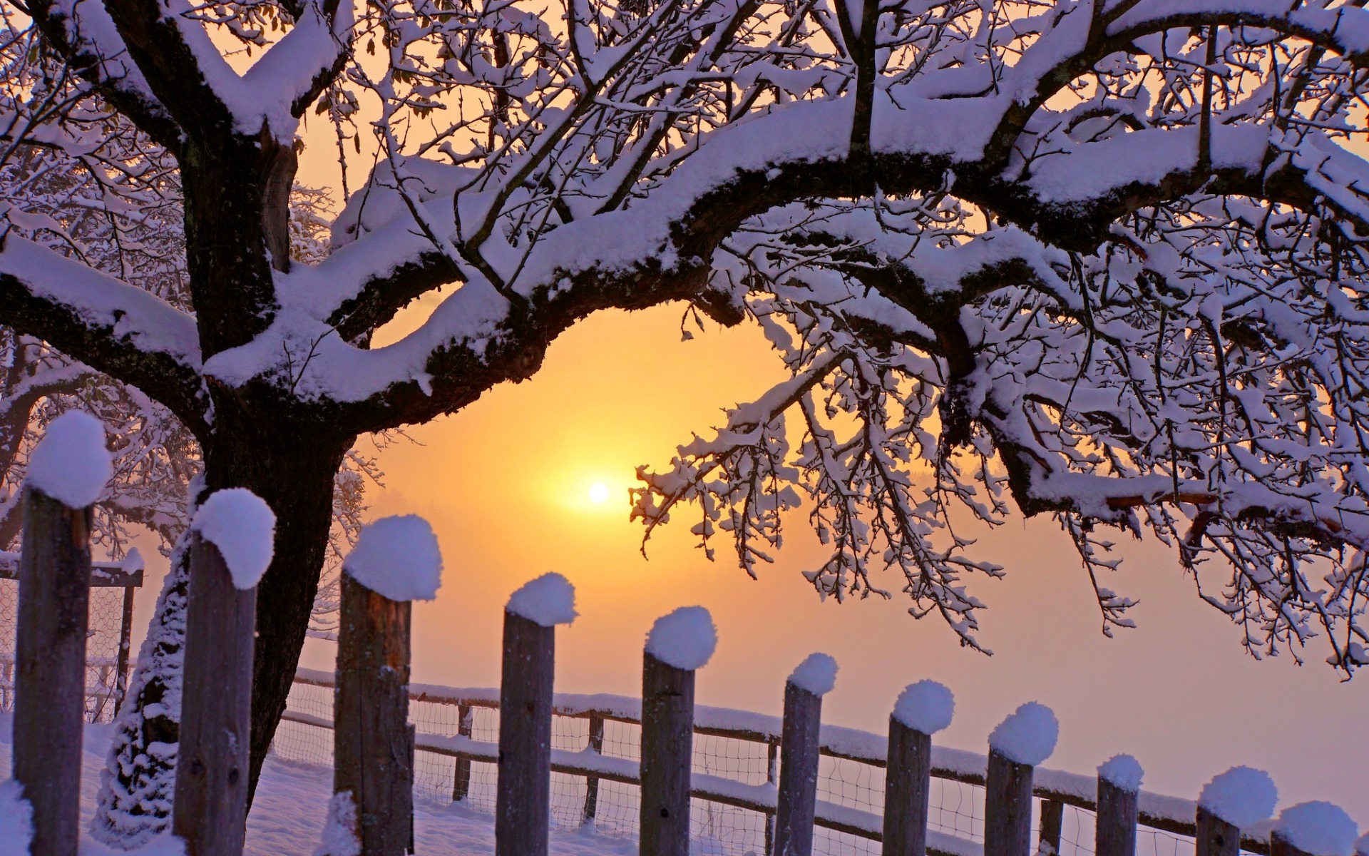 Snow on a tree with sunset appearing between the tree branches.