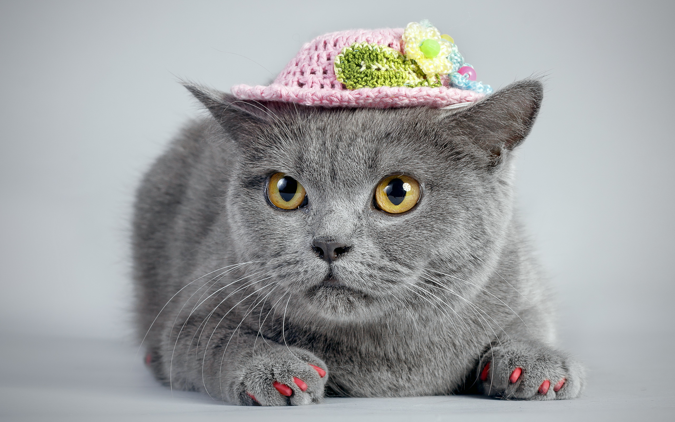 A grey cat wearing a pink hat.